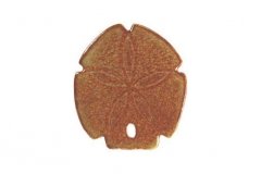 Sand-Dollar-5in-brown