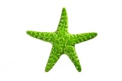 Starfish-5in--lime