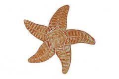 Starfish-9in-brown