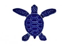 Loggerhead-baby-blue-B