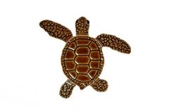 Loggerhead-baby-brown-C