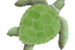 Loggerhead-large-green