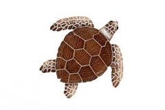 Loggerhead-small-brown