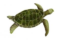 Sea-Turtle-Green-medium